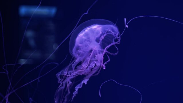 Ocean wildlife: White jellyfish on blue background