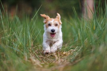 Dog breed Jack Russell Terrier runs through thickets of green grass. Pet walks in the forest