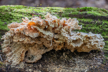 Bays Mountain Park in Kingsport, Tennessee, USA