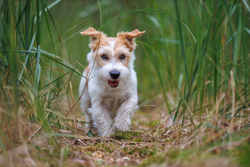 Dog breed Jack Russell Terrier runs through thickets of green grass. Pet walks in the forest