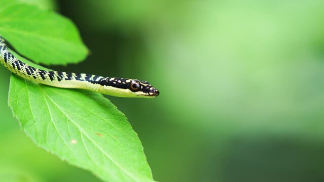 Baby Snake Golden Tree Snake Head Close-up shot of green mamba snake on tropical forest tree, Thailand.