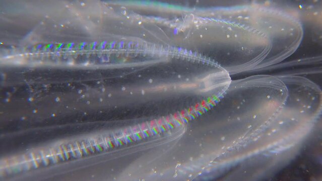 Invasive jellyfish ctenophora (Mnemiopsis leidyi), Black Sea