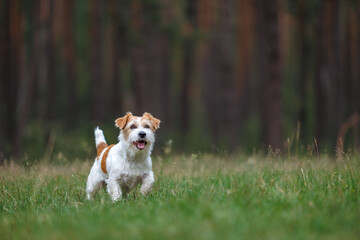 Dog breed Jack Russell Terrier with a jumping black rubber ring. Pet and his toy on the background of the forest