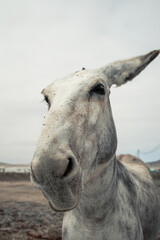 Close up headshot portrait of a mule or donkey with big personality in Fuerteventura, Canary Islands, making funny faces, smiles and grimaces. Cute animal, surrealistic perspective.