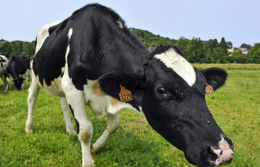 portrait de vache - 628233591