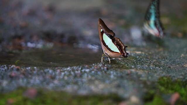 The Indian Yellow Nawab Beautiful butterflies with distinctive green stripes and brown stripes come to feed on minerals on the ground. 