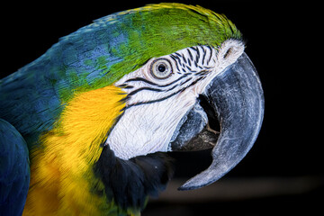 Portrait of a blue and gold macaw.