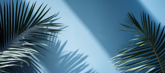 Fototapeta na wymiar palm tree leaves, shadow,, wall, light blue background