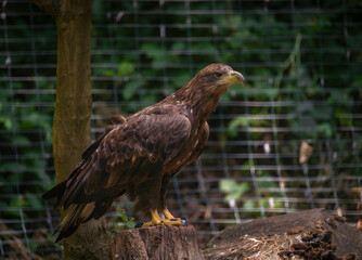 Big color eagle near metal fence in summer cloudy day