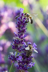 Pszczoły zbierające pyłek z kwiatów lawendy. - obrazy, fototapety, plakaty