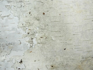 Birch tree bark paper background