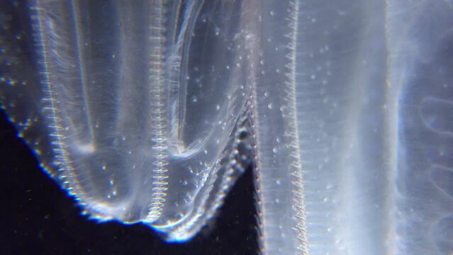 Invasive jellyfish ctenophora (Mnemiopsis leidyi), Black Sea
