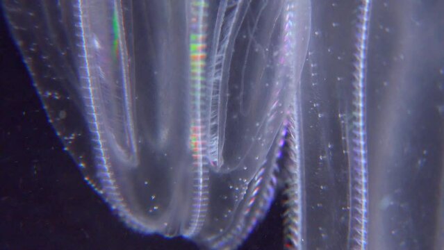 Invasive jellyfish ctenophora (Mnemiopsis leidyi), Black Sea