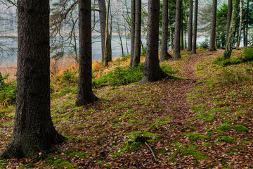 Wild path in the forest. Lake Piaseczno in the background. Tree trunks next to the path. Poland, Europe.