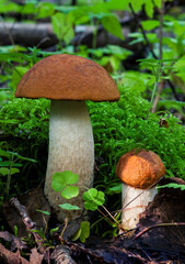 Growing wild mushrooms (Leccinum albostipitatum) in natural environment forest.