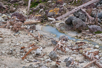 Scattered Stones, Lifeless Trees the Crater