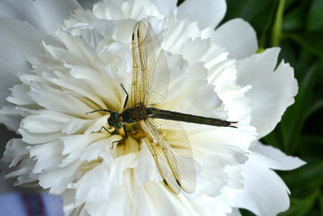 A dragonfly on a peony flower. A large dragonfly. A predatory insect.
