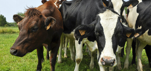 troupeau de vaches - 628238144