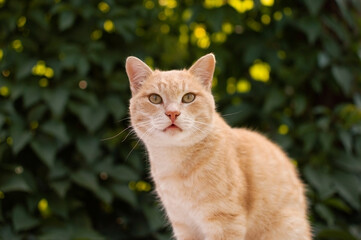 Beautiful red cat is sitting on background of green leaves in garden. Concept of favorite pets
