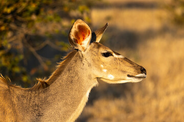 Young kudu up close from the side