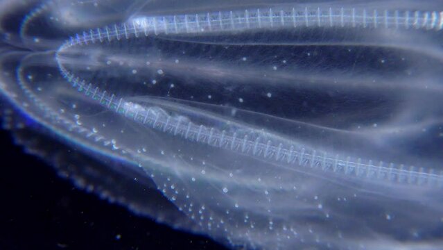 Invasive jellyfish ctenophora (Mnemiopsis leidyi), Black Sea