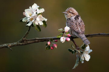 Jynx torquilla - The Eurasian wryneck or northern wryneck - Jynx torquilla - is a species of wryneck in the woodpecker family