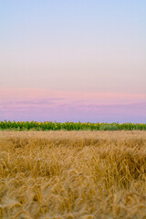a field with dry yellow grass, against the background of fields with sunflowers, against the background of the pink morning sky