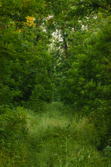 road in the forest, densely overgrown with thick, tall green grass, around which tall trees grow, creating a “tunnel” against the backdrop of lush green trees