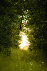 a road in the forest, densely overgrown with thick, tall green grass, around which tall trees grow, creating a “tunnel”, at the end of which a bright exit to the outside can be seen