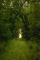 a road in the forest, densely overgrown with thick, tall green grass, around which tall trees grow, creating a “tunnel”, at the end of which a bright exit to the outside can be seen