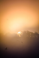 bright morning sun behind silhouetted trees and flying seagulls breaking through thick fog during early golden hour