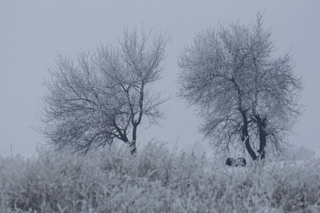 macro of small salt crystals on a metal plate