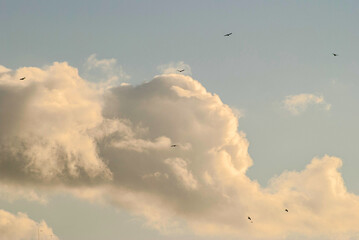 white clouds with birds, painted yellow by the sun, on a blue sky
