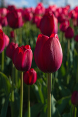 Red tulips. A field with red tulips. Flowers close-up.