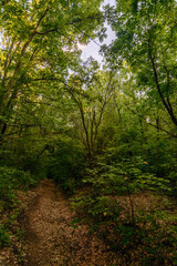 Fototapeta premium macro of a white apple tree flower, against a background of blurred green leaves