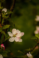 macro of a white apple tree flower, against a background of blurred green leaves