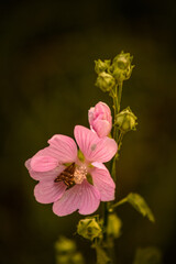macro of a pink flower with heart-shaped petals, in the center of which sits a small butterfly, during the golden hour
