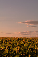 field with yellow sunflowers, against the backdrop of a bright sunset sky with orange and pink clouds, at golden hour