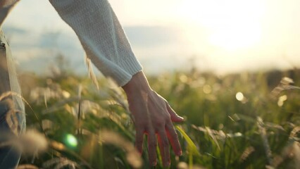 B roll - Hand of traveling woman touching meadow in the rays of the sunset summer, Female walks through the field in thick high grass, slow motion - Powered by Adobe