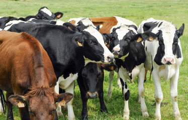 troupeau de vaches - 628241391