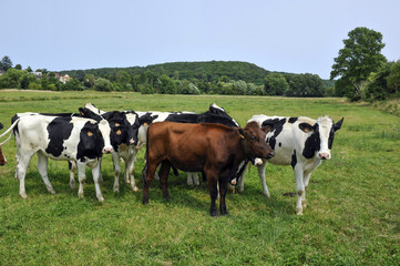 troupeau de vaches - 628241724