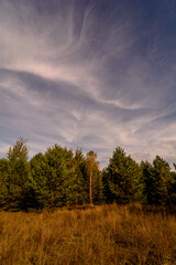 pine forest near a clearing with yellow grass, against a background of blue sky with white clouds