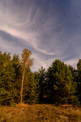 Obraz premium pine forest near a clearing with yellow grass, against a background of blue sky with white clouds