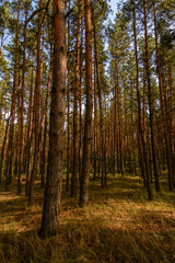 Fototapeta na wymiar autumn forest in the morning
