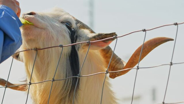 Funny pair of goats with goatee shows their tongues and cute faces while eating fresh vegetables from tourist hands. Hairy goats with long curvy horns at summer day in the farm.