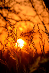 macro of yellow spikelets of wheat, against the backdrop of a bright orange sunset and blurry silhouettes of branches