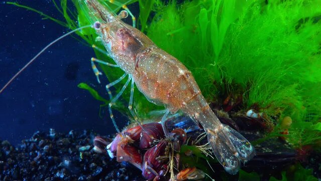 Close-up, Shrimp Baltic prawn (Palaemon adspersus). Black Sea