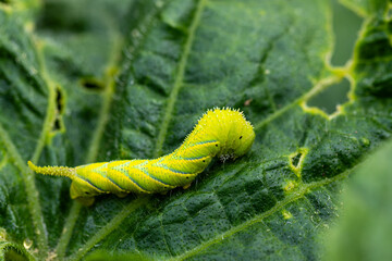 Raupe des Totenkopfschwärmer (Acherontia atropos) im Raupenstadium 3
