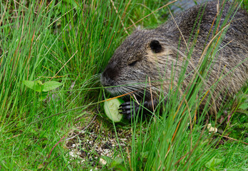 A water rat eats a cucumber sitting in the grass.