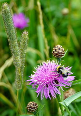 Eine Hummel in den Bergen